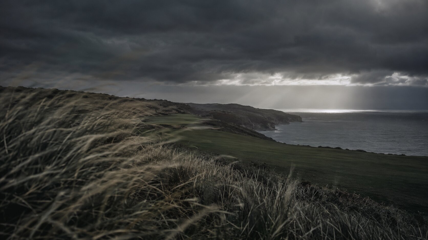 Coastal grass bent by wind
